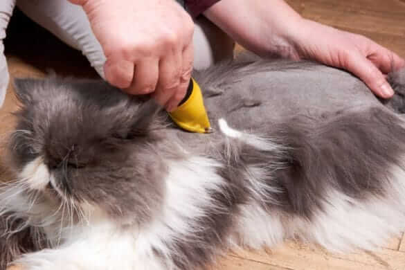 Việc cạo lông vừa giúp mèo gọn gàng, sạch sẽ. Vừa giúp có được lông tuyệt đẹp.
