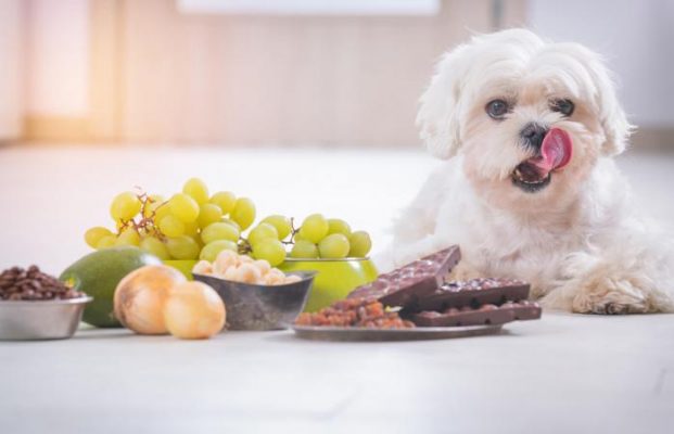 Chó Poodle ăn hoa quả gì để tốt cho sức khoẻ?