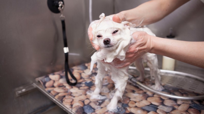 Tắm cho chó thường xuyên để giữ bộ lông luôn sạch sẽ 
